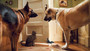 Photo 2 pour COMME CHIENS ET CHATS EN 3D - LA REVANCHE DE KITTY GALORE